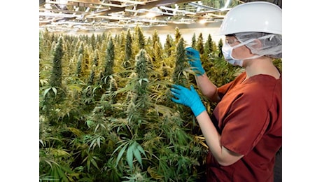 In Svizzera si coltiva la nuova cannabis, ora in versione light Il video
