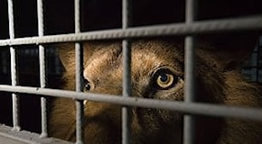 Destinazione libertà: il viaggio verso l'Africa dei leoni salvati dai circhi