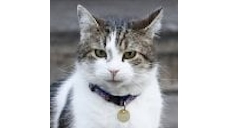 Larry, il gatto patriottico di Downing Street: nuovo collarino con la bandiera del Regno Unito