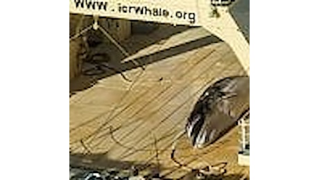 Caccia illegale alle balene, nave giapponese colta in flagrante