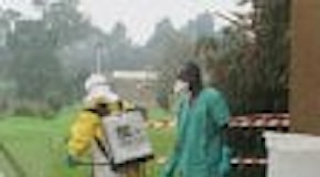 La distruzione dei boschi in Africa ha favorito il rischio Ebola