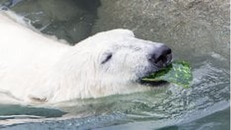 Un fiume di plastica su foche e orsi polari: così soffochiamo l'Artico