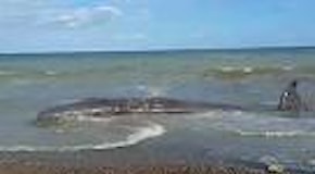 Bagheria, balena di dieci metri spiaggiata sul litorale