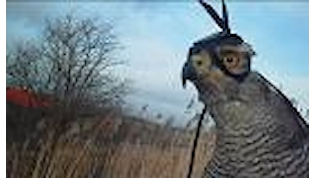Olanda: in volo a caccia di prede, così vede il falco