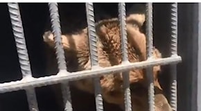 La liberazione dell'orso che è stato chiuso in una piccola gabbia per anni