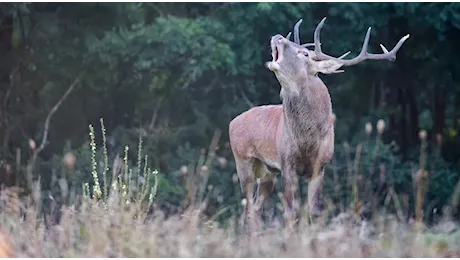 Stop alla caccia al cervo fino al 7 novembre