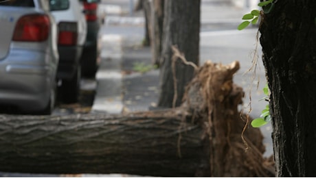 Chi è Francesca Ianni, la donna uccisa a Roma da un albero caduto, e cosa sappiamo di quello che è successo al parco di Colli Aniene