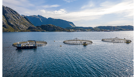 L’allevamento del salmone verso una crescita del 27% entro il 2030