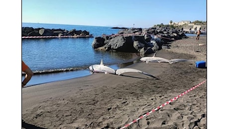 Due squali volpe trovati morti in spiaggia a Torre del Greco: arriva la Guardia Costiera