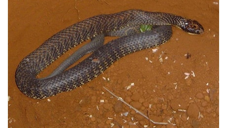 Serpente le si attorciglia tra i piedi mentre guida