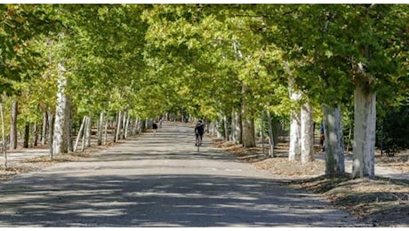 Aree verdi e foreste urbane: la natura fonte di benessere