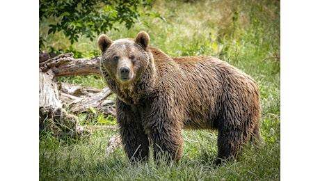 Plebiscito in Val di Sole per cacciare orsi e lupi. Sono un pericolo