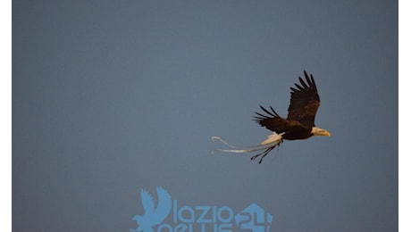 Settore giovanile Lazio, i risultati del weekend: gioie e dolori per le giovani aquile. Tutti i dettagli