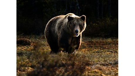 Parco Adamello Brenta: «Corretto il comportamento messo in atto dall’uomo sorpreso dall’orso»