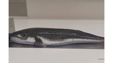 Individuata una specie invasiva e potenzialmente letale per l’uomo nel Mediterraneo