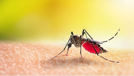 Allarme malaria in Italia: la malattia ritorna? La situazione