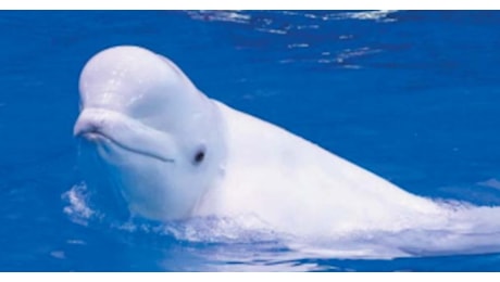 Norvegia, morte del beluga-spia: È stata un'esecuzione