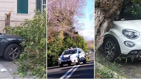 La tragedia di Francesca Ianni nella Capitale degli alberi crollati: inchiesta su altri 614 casi