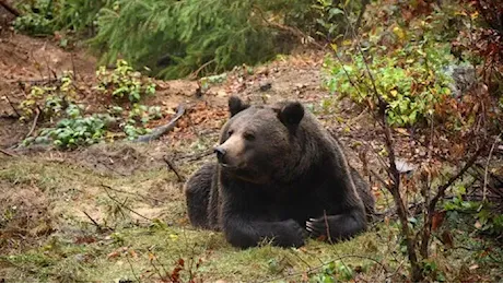 Legambiente, uccisione orso M91 è totale sconfitta