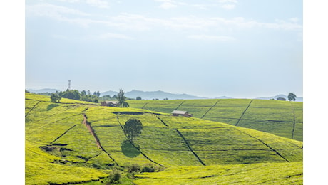 G7 Agricoltura, un futuro verde per l'Africa?