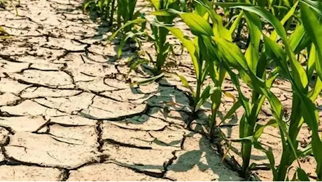 Allarme siccità: «Fra tre settimane i campi di Sardegna e Centrosud rischiano di restare senz’acqua»