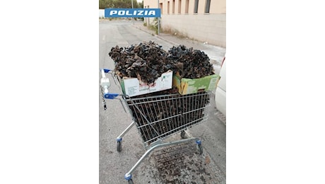 La Polizia di Stato sequestra circa 400 kg di cozze nere