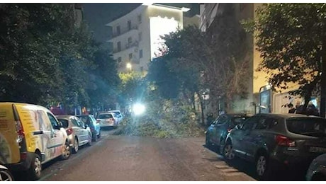 Maltempo in Campania, vento a 100 km orari, albero caduto sulle auto al Vomero