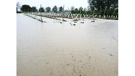 Anche l’agricoltura va sott’acqua: “Gravi danni alle colture orticole”