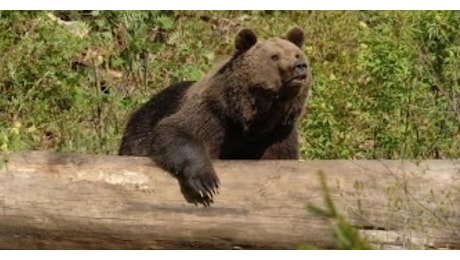 Fungaiolo aggredito da un orso, l'uomo si è gettato a terra ed è stato colpito alla schiena. E' tornato a piedi al paese