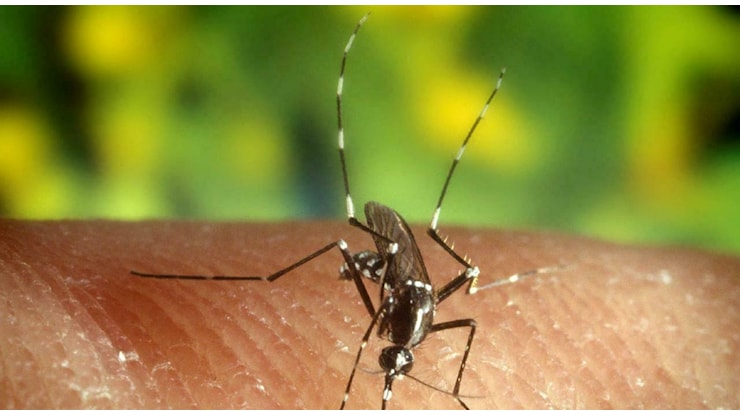 West Nile, altre due vittime in Campania: «Sono tutti pazienti fragili» - Il Mattino West Nile, altre due vittime in Campania: «Sono tutti pazienti fragili» - Il Mattino
