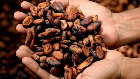 Caffè e cacao, prezzi da record nel 2024: che cosa ha causato l’aumento e cosa succederà quest’anno