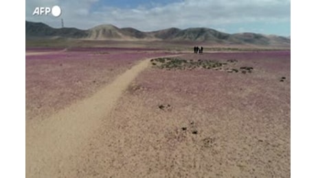 Cile, spuntano i fiori in pieno inverno nel deserto di Atacama