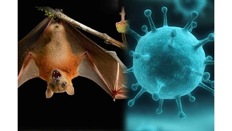 Virus Nipah, India sotto scacco: cos’è, sintomi e come si trasmette