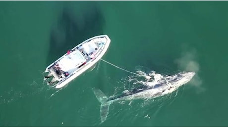 La balena impigliata nelle corde da pesca: il salvataggio è emozionante