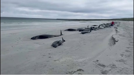 Video. Scozia, decine di balene spiaggiate alle isole Orcadi