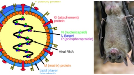 Virus Nipah, la malattia letale che allarma gli esperti: «Già endemico, va contenuto». Come si prende, i sintomi e chi rischia di più