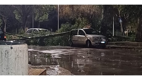 Palermo, il vento abbatte un albero e finisce su un'auto