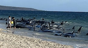 140 balene pilota spiaggiate in Australia: «Stiamo cercando di salvarle» - Il video