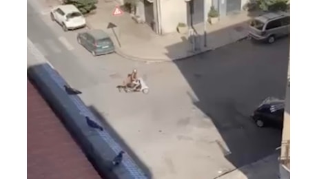 Stacca la panchina e la porta via sullo scooter. La svolta dopo il video virale a Palermo: «L'abbiamo ritrovata» - Il video