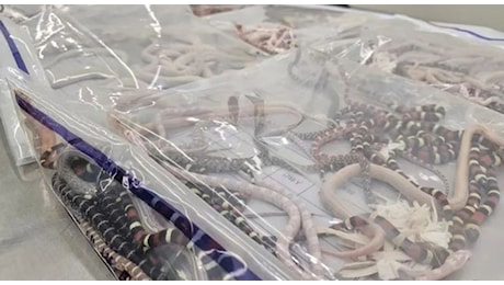 Cina, 104 serpenti vivi in tasca: uomo arrestato tra Hong Kong e Shenzhen