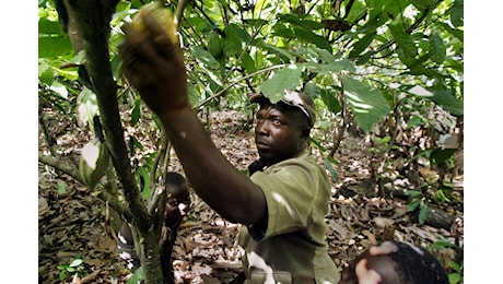 In Africa servono più tempo e più soldi per allinearsi alle norme UE anti-deforestazione