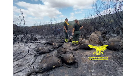 Oltre 10 gli incendi oggi in Sardegna: in 4 casi necessario l’intervento di elicotteri e canadair