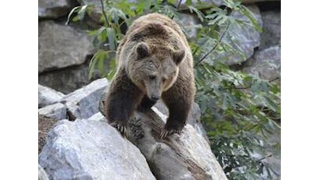 Trento, abbattuto nella notte l'orso M91: 'Era pericoloso'