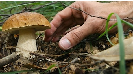 Cade in un dirupo: cercatore di funghi muore in Liguria