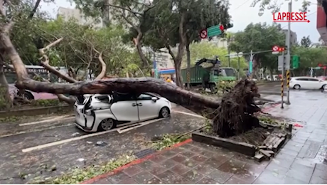 VIDEO Taiwan, tassista si salva per un pelo dalla caduta di un albero durante il passaggio del tifone Kong-rey