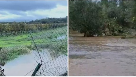 Maltempo in Toscana, campi coltivati sott'acqua in Val di Cornia: il video