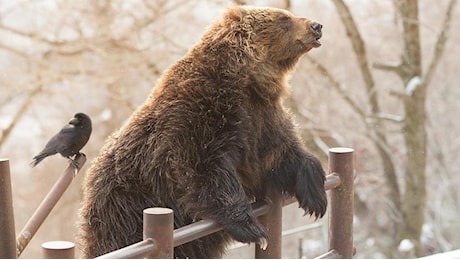 Crescono gli attacchi degli orsi, il Giappone vuole rendere più facile sparare a quelli che entrano nelle aree residenziali