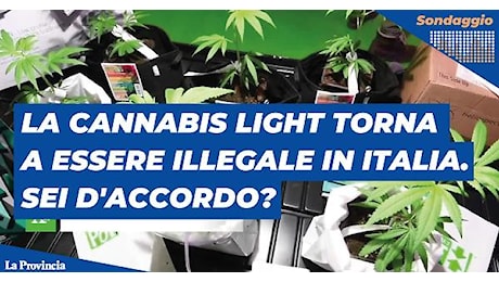 La cannabis light torna ad essere illegale in Italia