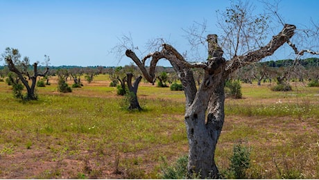 Xylella in Puglia, “a Ostuni sotto attacco gli ulivi monumentali”. Le ultime notizie del batterio alieno