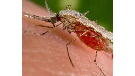 Eradicata negli anni '70, un caso autoctono di malaria a Verona: ''Attivate le misure di sorveglianza e sicurezza''